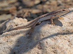 Trachylepis acutilabris
