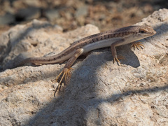 Trachylepis acutilabris