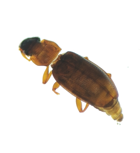 Hydraena britteni