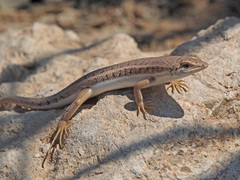 Trachylepis acutilabris