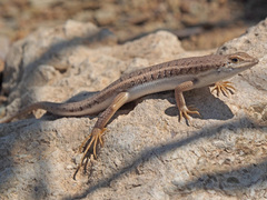 Trachylepis acutilabris