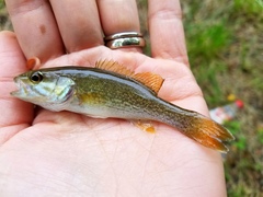 Micropterus coosae
