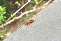 Sphictostethus calvus