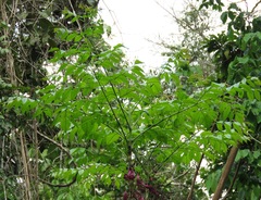 Jacaranda glabra
