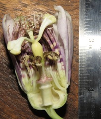 Passiflora kapiriensis