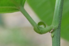 Passiflora auriculata