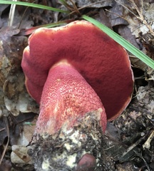 Rubroboletus rhodoxanthus