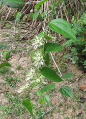 Passiflora auriculata