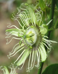 Passiflora auriculata