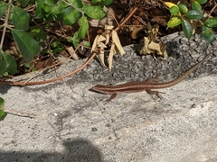 Teira dugesii dugesii