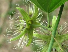 Passiflora auriculata