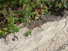 Teira dugesii dugesii