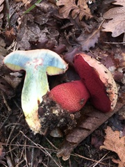 Rubroboletus rhodoxanthus