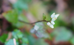 Persicaria pilushanensis