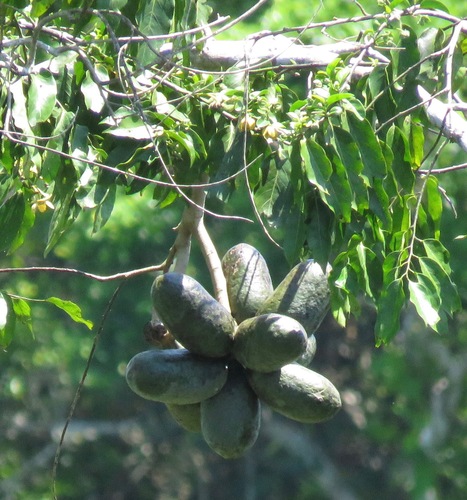 Porcelia ponderosa