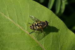 Helophilus fasciatus