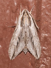 Sphinx dollii