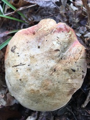 Rubroboletus rhodoxanthus