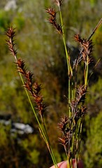 Restio echinatus