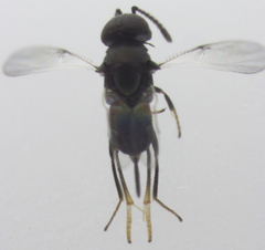 Coccidoctonus dubius