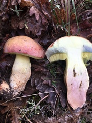 Butyriboletus pseudoregius