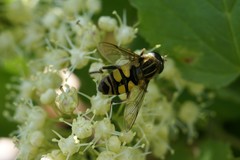 Helophilus fasciatus