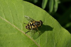 Helophilus fasciatus