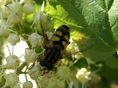 Helophilus fasciatus
