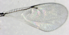 Coccidoctonus dubius