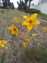 Bidens serrulata