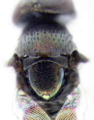 Coccidoctonus dubius