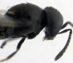 Coccidoctonus dubius