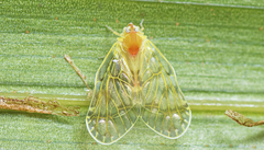 Saccharodite chrysonoe