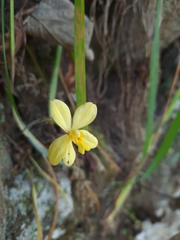 Spathoglottis ixioides