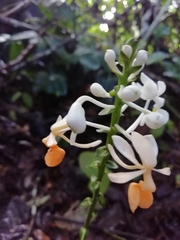 Calanthe zollingeri