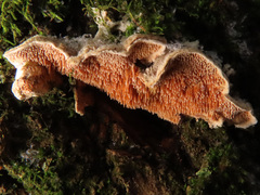 Steccherinum bourdotii