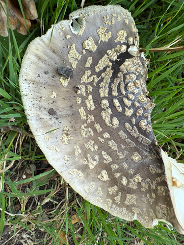 Amanita franchetii — (c) Simon Colenutt, some rights reserved (CC BY)