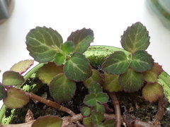 Plectranthus oertendahlii