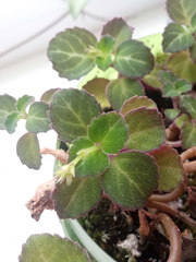 Plectranthus oertendahlii