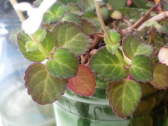 Plectranthus oertendahlii