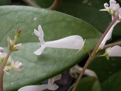 Plectranthus oertendahlii