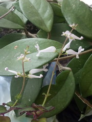 Plectranthus oertendahlii