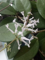 Plectranthus oertendahlii