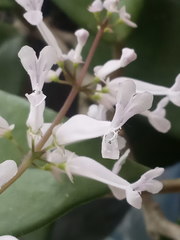 Plectranthus oertendahlii