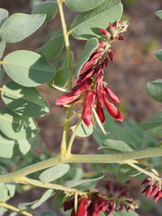 Indigofera baumiana