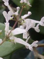 Plectranthus oertendahlii