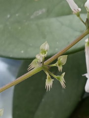 Plectranthus oertendahlii