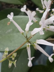 Plectranthus oertendahlii