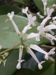 Plectranthus oertendahlii