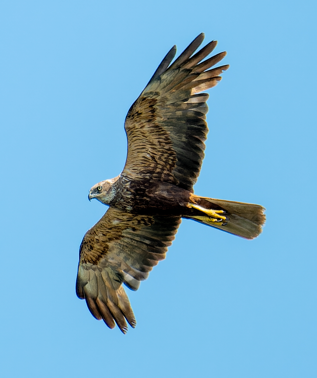 Western Marsh Harrier